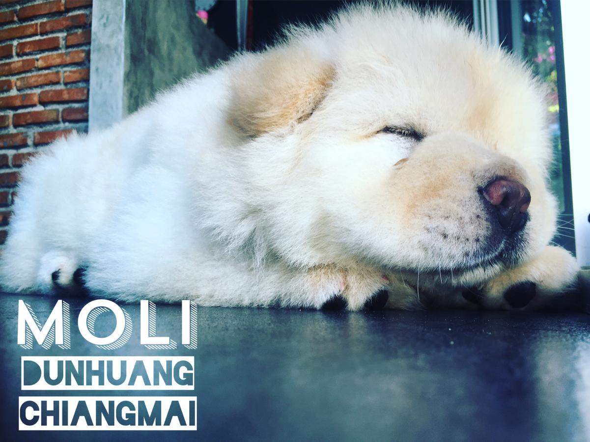 Chiangmai Moli Inn (Adults Only) Чиангмай Екстериор снимка
